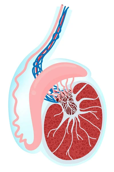 Anatomia Dei Testicoli Nel Corpo Umano — Vettoriale Stock