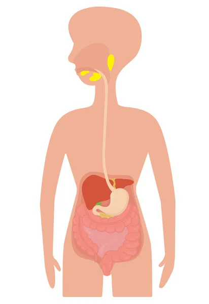 Sistema Digestivo Umano Nel Corpo — Vettoriale Stock
