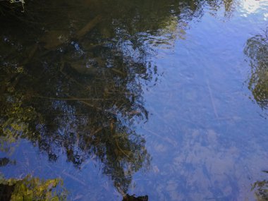 Nehir yatak ve su yüzeyindeki yansımanın