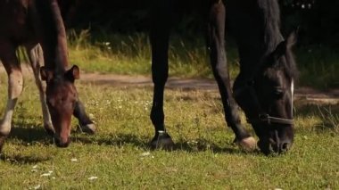 İki at yeşil çayır üzerinde otlatma
