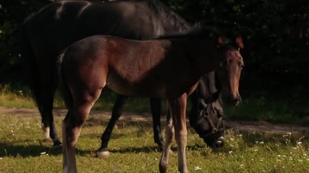 Ein hübsches Fohlen steht in einer Sommerkoppel — Stockvideo