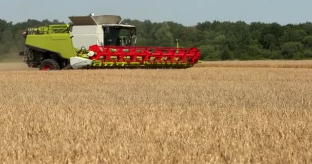 Combine Harvesting In A Field Of Golden Wheat. Prores, Slow Motion — Stock Video