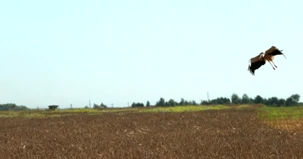 Stork vliegt op en vliegt over het rogge veld. ProRes, Slow Motion — Stockvideo