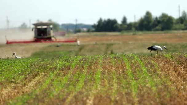 Storks Walk On The Field Looking For Food During The Harvest, Blurred Harvester In The Background Harvests. Prores, Slow Motion — Stock Video