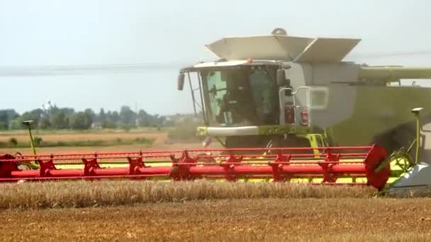 Сбор урожая золотой пшеницы. Сельское хозяйство Прорес, медленное движение — стоковое видео
