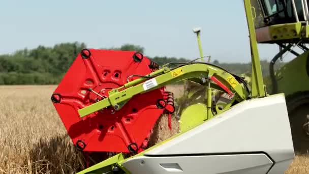Combine Harvester em ação no campo de trigo. Colheita é o processo de colher uma colheita madura dos campos. Prores, câmera lenta — Vídeo de Stock
