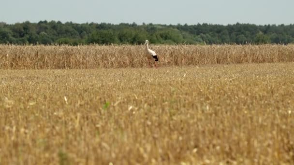 Cicogna cammina sul campo dopo la raccolta del grano. Gru cicogna nel campo sta cercando cibo. Prores, rallentatore — Video Stock