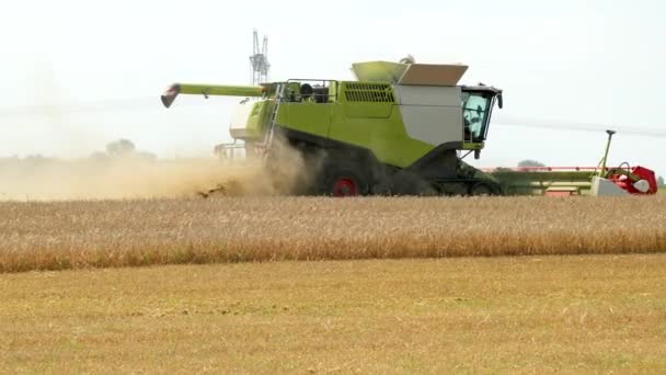 Een groene droog rooier met een wit deel van het gewas oogsten de oogst tijdens de oogst. Een deel van het veld is al het oogsten van een deel van de rogge rooier Threshing. — Stockvideo