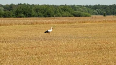 White Stork With Black Portions Of Feathers Walking Around The Field During Harvest And Looking For Food. In The Foreground, Beautiful Green Trees. The End Of Summer, Its Time To Harvest Rye And