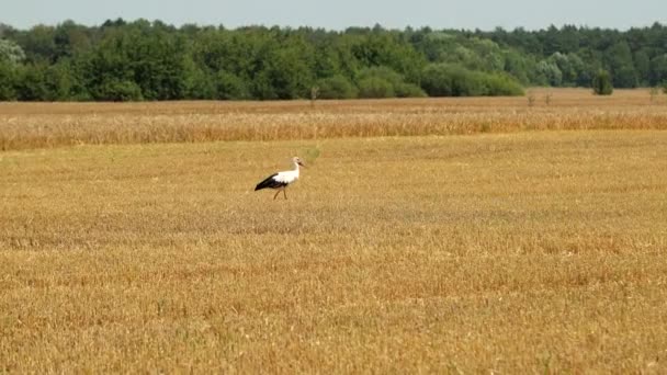 White Stork With Black Portions Of Feathers Walking Around The Field During Harvest And Looking For Food. In The Foreground, Beautiful Green Trees. The End Of Summer, Its Time To Harvest Rye And — Stockvideo