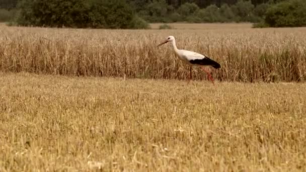 La cigüeña camina por el campo después de cosechar trigo. La cigüeña grulla en el campo está buscando comida. Fin del verano Comienzo del otoño El pájaro camina en el campo vacío después de la cosecha y no teme a la gente — Vídeos de Stock