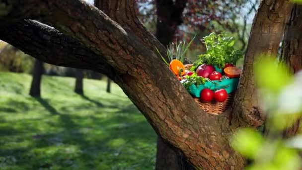 Belle lumineux le panier se trouve entre les branches épaisses d'un arbre . — Video