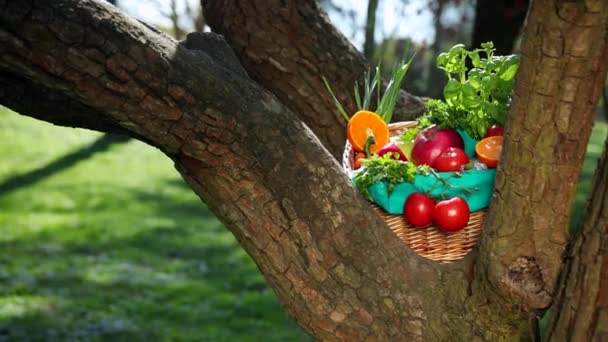 Beautiful bright the basket lies between thick branches of a tree. — Stock Video