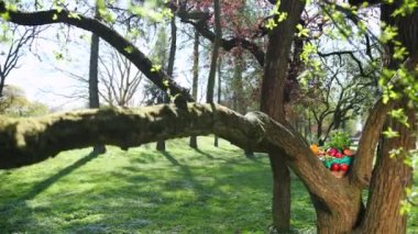 Güzel parlak sepet bir ağacın kalın dalları arasında yatıyor.