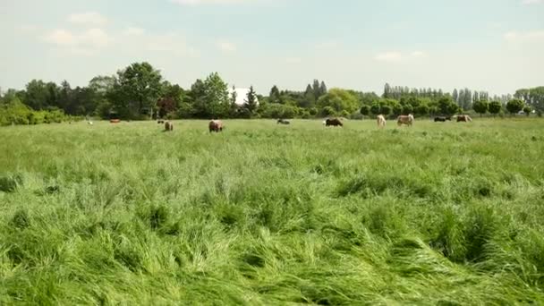 Çimenler üzerinde otlayan kahverengi ve beyaz atlar bir sürü çitle çevrili alan. — Stok video