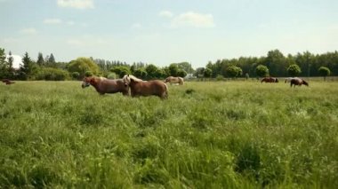 Bakımlı atlar çitli bir tarlada otluyor..