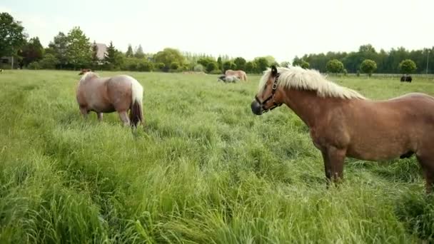 Bellissimi cavalli marroni pascolano sul prato con recinzione, cavalla mangia erba verde — Video Stock