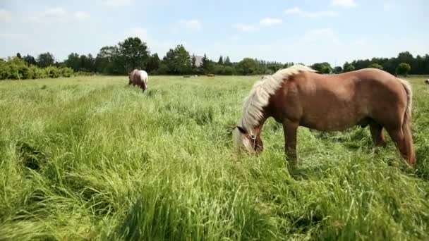 Pferde grasen auf dem eingezäunten Gelände und fressen grünes Gras. — Stockvideo