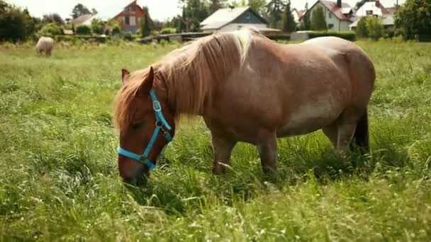 Caballo marrón con brida azul come hierba en prado vallado junto con otros caballos — Vídeo de stock