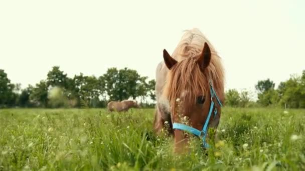 Brida de caballo marrón con azul come hierba jugosa alta con flores blancas en el campo . — Vídeo de stock