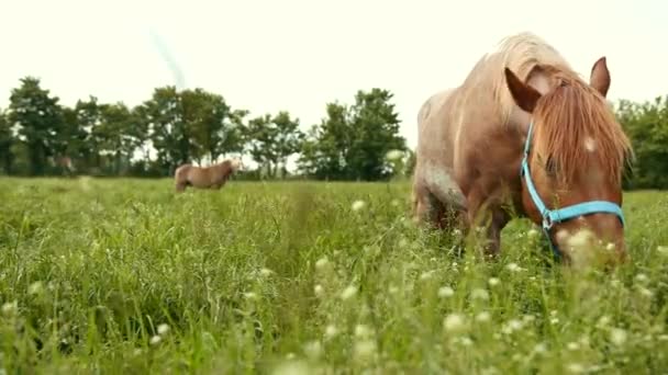 Bride de cheval brun avec du bleu mange de l'herbe juteuse haute avec des fleurs blanches dans le champ . — Video