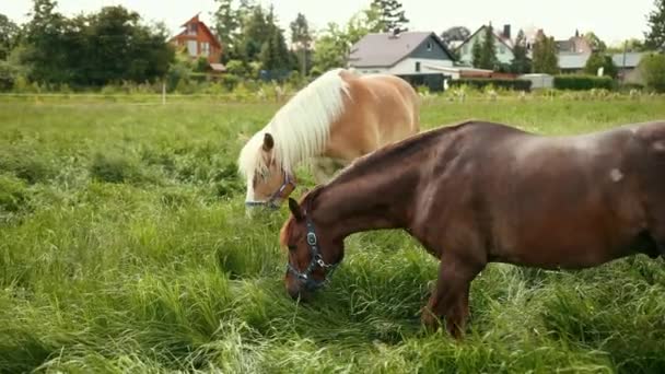 Flock bruna, röda, vita hästar bete på en äng och äta högt gräs — Stockvideo