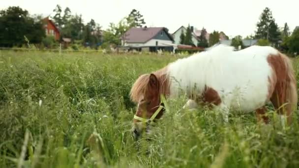 Minério pequeno com potro branco comendo comida no campo em frente a belas casas . — Vídeo de Stock