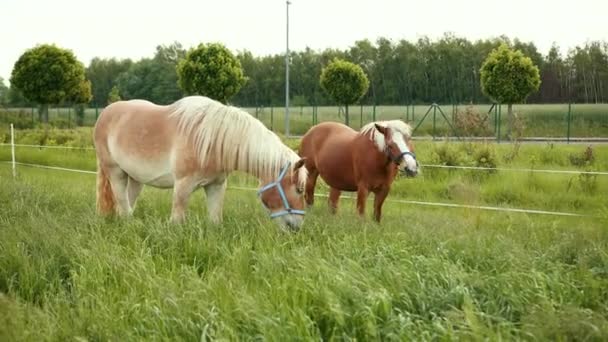 Esportes elite dois cavalos são marrom e bege comer grama suculenta . — Vídeo de Stock