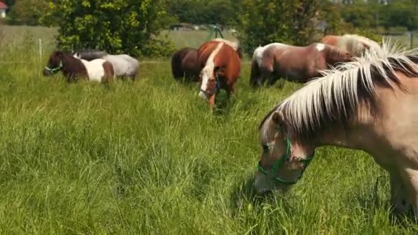 Chevaux d'élite pâturent sur le terrain avec de l'herbe verte haute . — Video