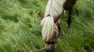 Bakımlı kahverengi at çayırda otluyor. Başını kaldırıyor, öne bakıyor ve yemek çiğniyor. hafif bir yele gözleri gizler