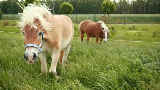 Brown-zadbane koń z niebieskim przeszkodą i jasną grzywą zbliża obiektyw aparatu — Wideo stockowe