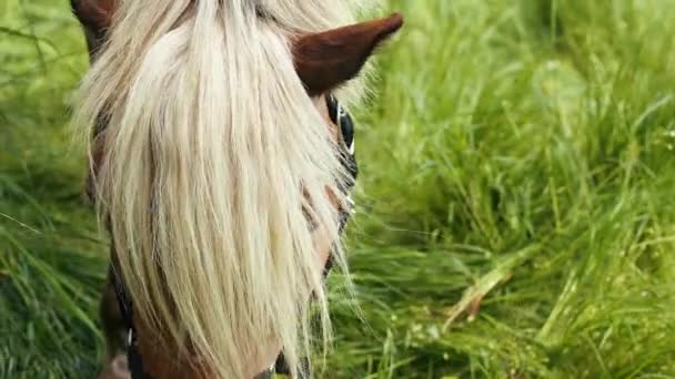 Άλογο τρώει φρέσκο χορτάρι στο πράσινο λιβάδι, εσωτερικη — Αρχείο Βίντεο