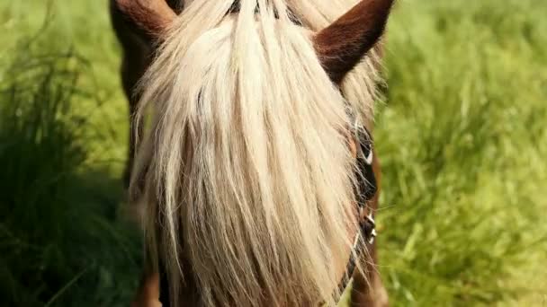 Hermoso, caballo bien cuidado con brida negro comer hierba, golpes de mano masculina crin caballo ligero — Vídeos de Stock