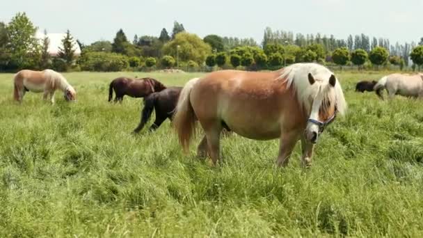 Chevaux de troupeau broutant sur la pelouse .