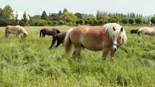 Flock hästar bete på gräsmattan. — Stockvideo