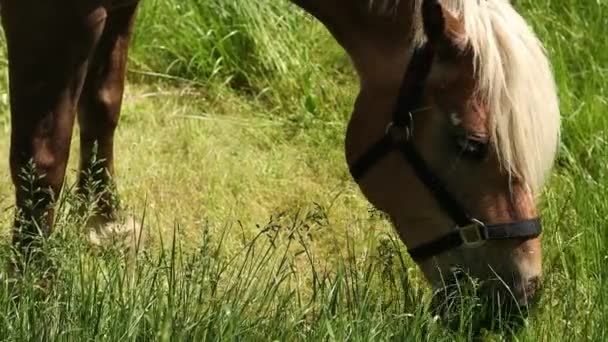 En närbild av huvudet på en brun ras häst bete på betet — Stockvideo