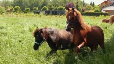 İki güzel siyah ve kahverengi atlar yüksek yeşil çim önünde koşmak