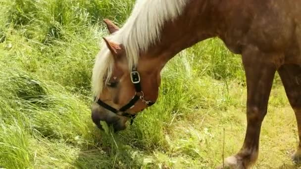 Cheval brun avec bride noire mange de l'herbe verte juteuse et tremble avec une crinière blanche 