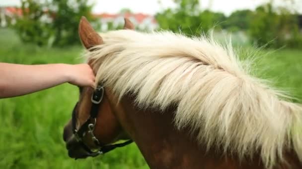 Mooi, goed verzorgd, pedigree paard kijkt naar de voorkant en kauwt gras. — Stockvideo