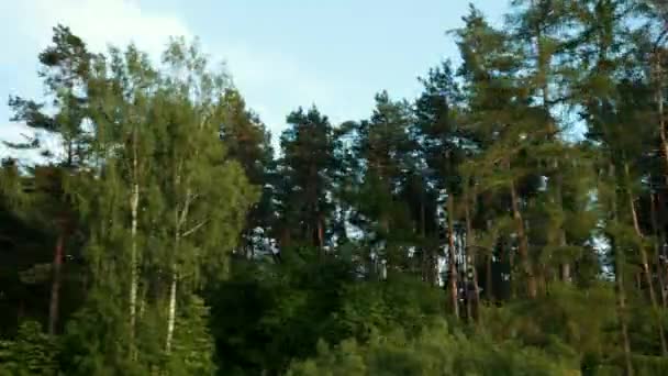 Viele Kiefern ändern sich schnell im Rahmen, schnelle Kamerafahrten, Panorama. — Stockvideo