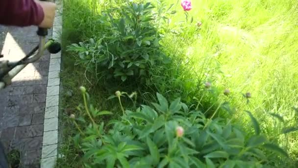 Man met moedige handen, maaien benzine grasmaaier gras, zorgvuldig in de buurt van bloemen — Stockvideo