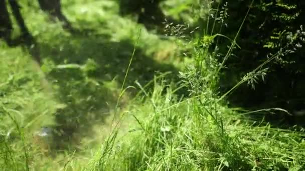 Persoon maait hoge gras benzine grasmaaier, planten vliegen in verschillende richtingen — Stockvideo