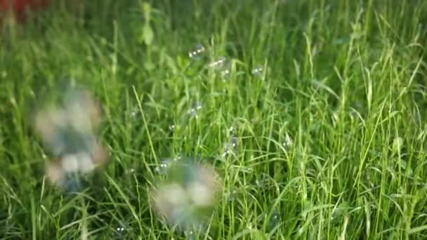 Sok szappanbuborékok, repülni, és földet a magas zöld fű, egy napsütéses napon — Stock videók