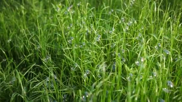 石鹸の泡の多くは、晴れた日に、背の高い緑の草の上に飛んで着陸します — ストック動画