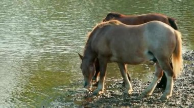 iki güzel atlar kahverengi, nehir tarafından otlatma, kıyıda duran, içme suyu