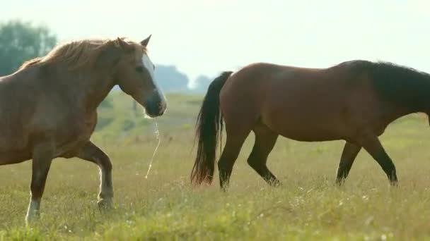 Bardzo piękne dwa konie brązowe, wypas na boisku, jedzenie zielonej trawy — Wideo stockowe