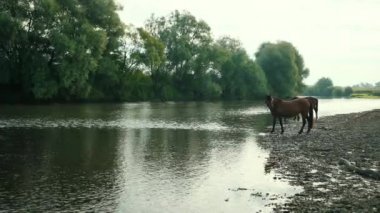 iki güzel atlar kahverengi, nehir tarafından otlatma, kıyıda duran, içme suyu
