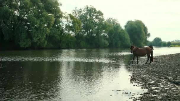 Dos hermosos caballos marrones, pastando por el río, de pie en la orilla, agua potable — Vídeo de stock