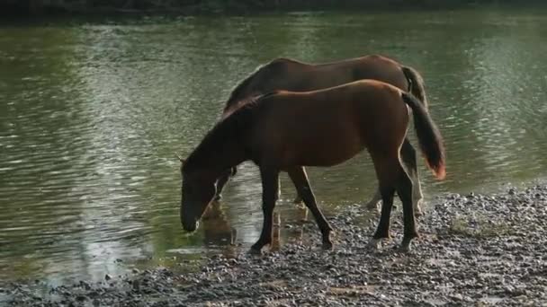 Viele Pferde braun-weiße Blumen, grasen am Fluss, stehen am Ufer, trinken Wasser — Stockvideo