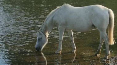 beyaz at, nehir de otlatma, kıyıda duran, içme suyu